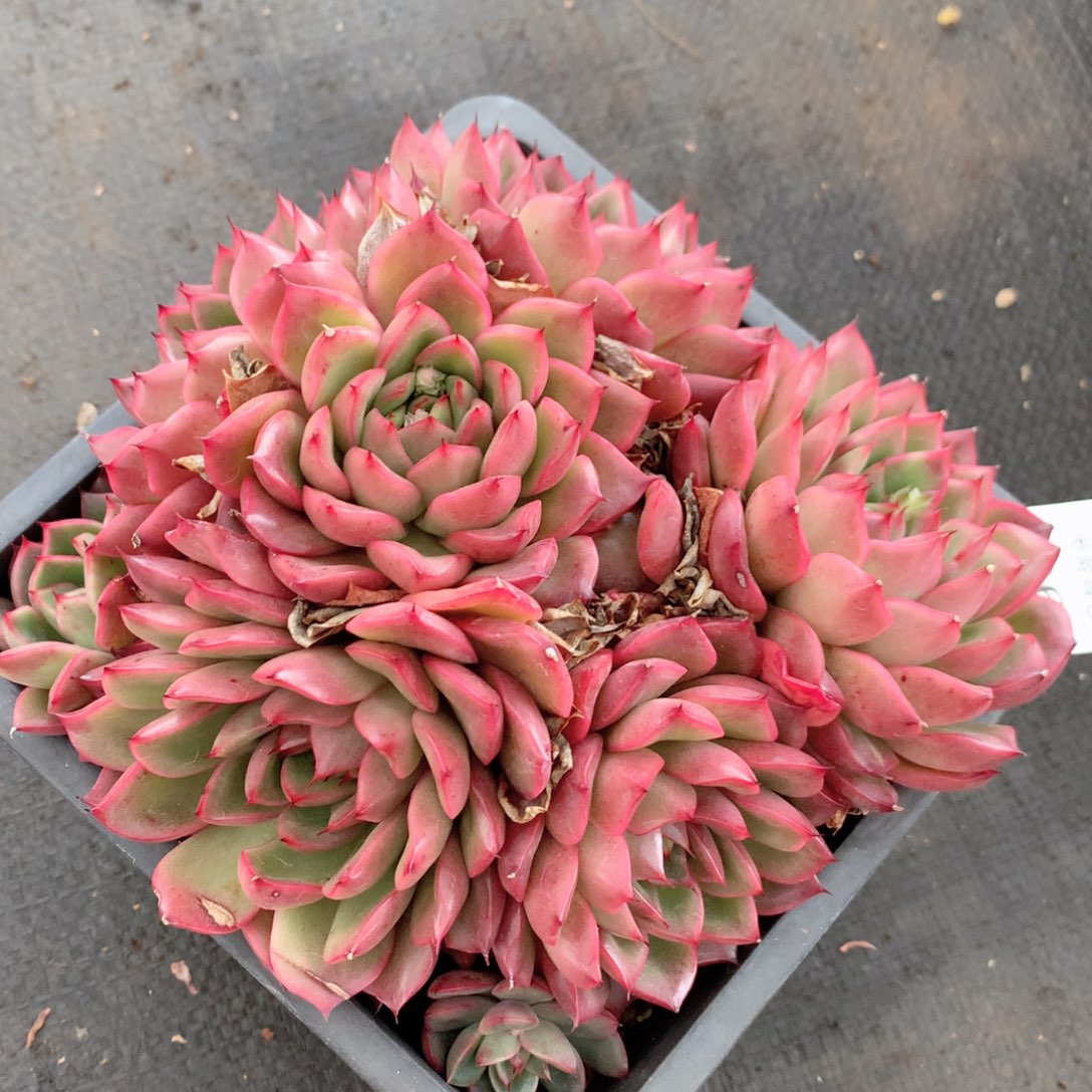 9062杂交多肉植物基地