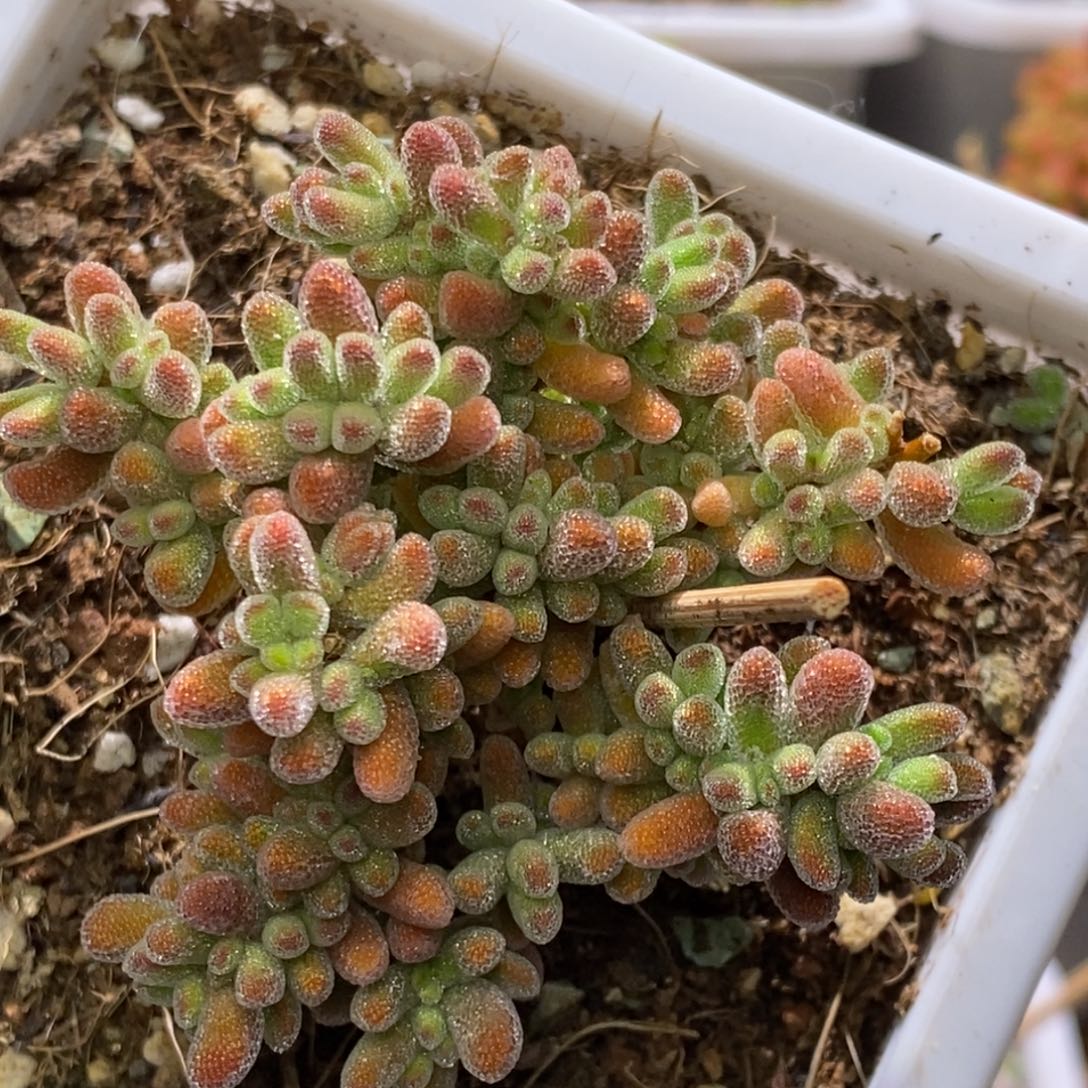冰晶直杆三岔枝D810