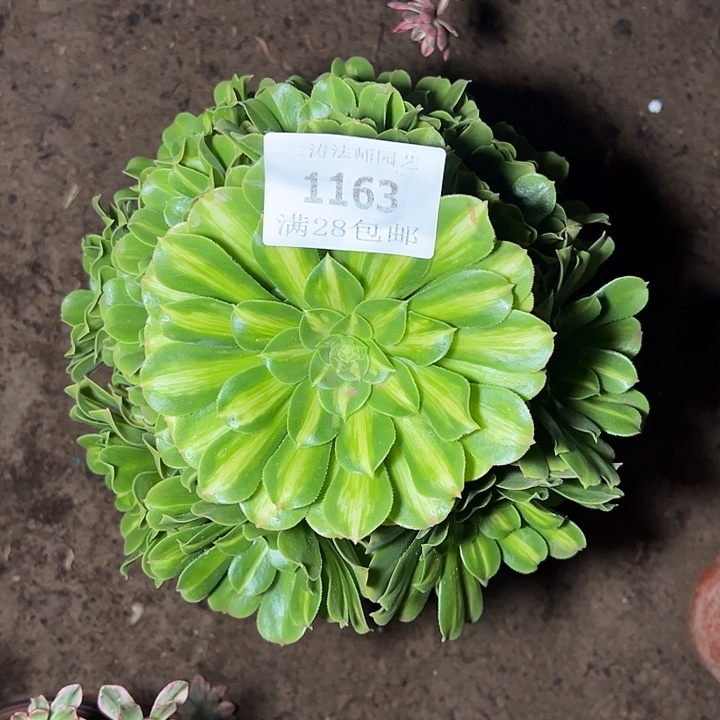 1163翡翠琉璃多肉植物