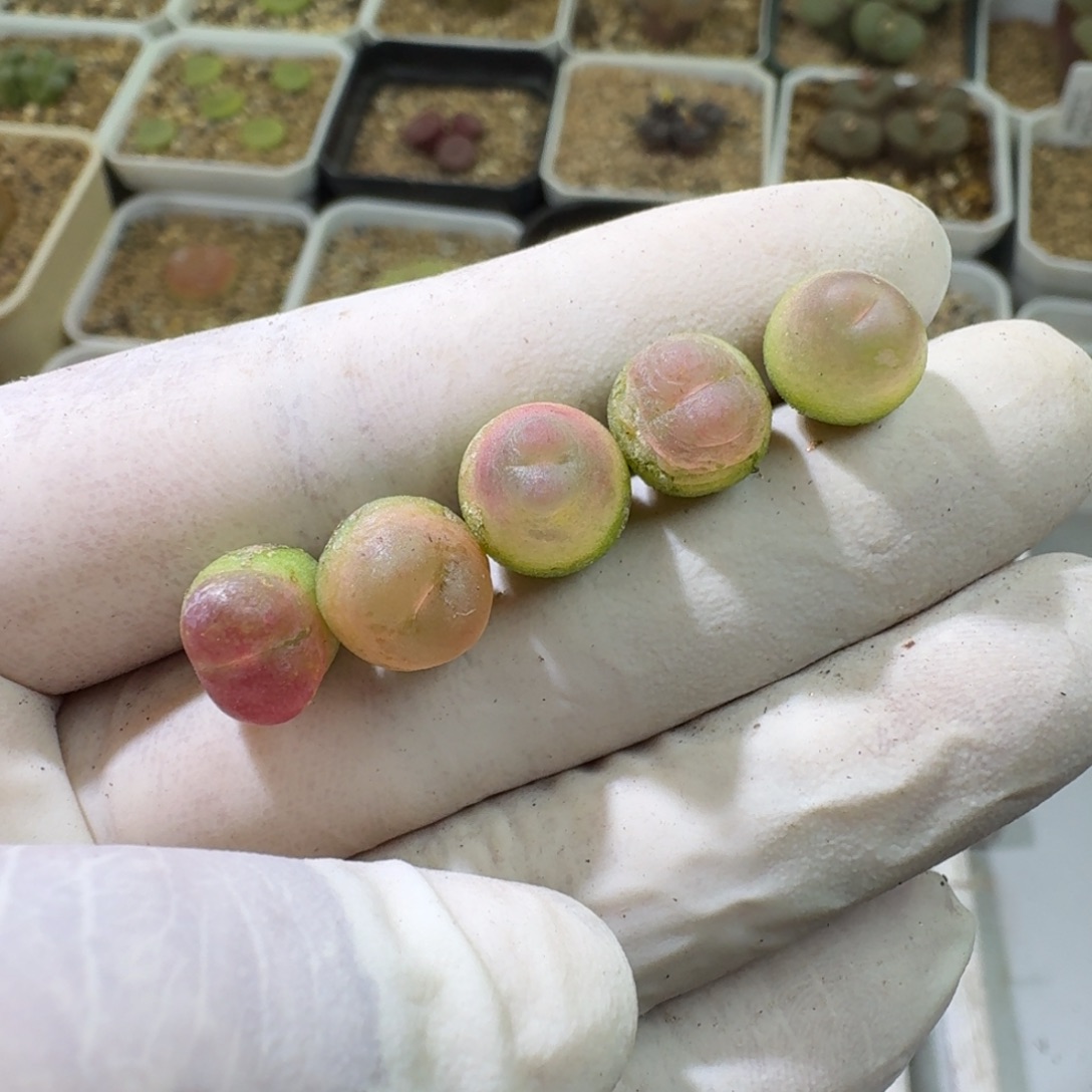 11-28-103特价4年拉登