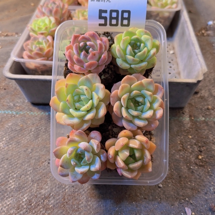 588.拼盘，多肉植物