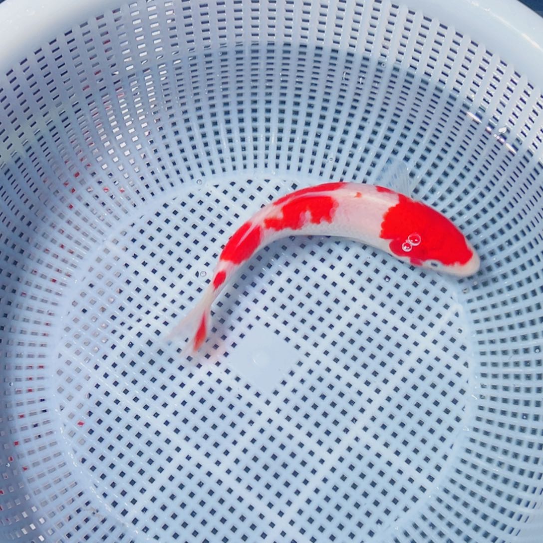 锦鲤锦鲤观赏鱼8888