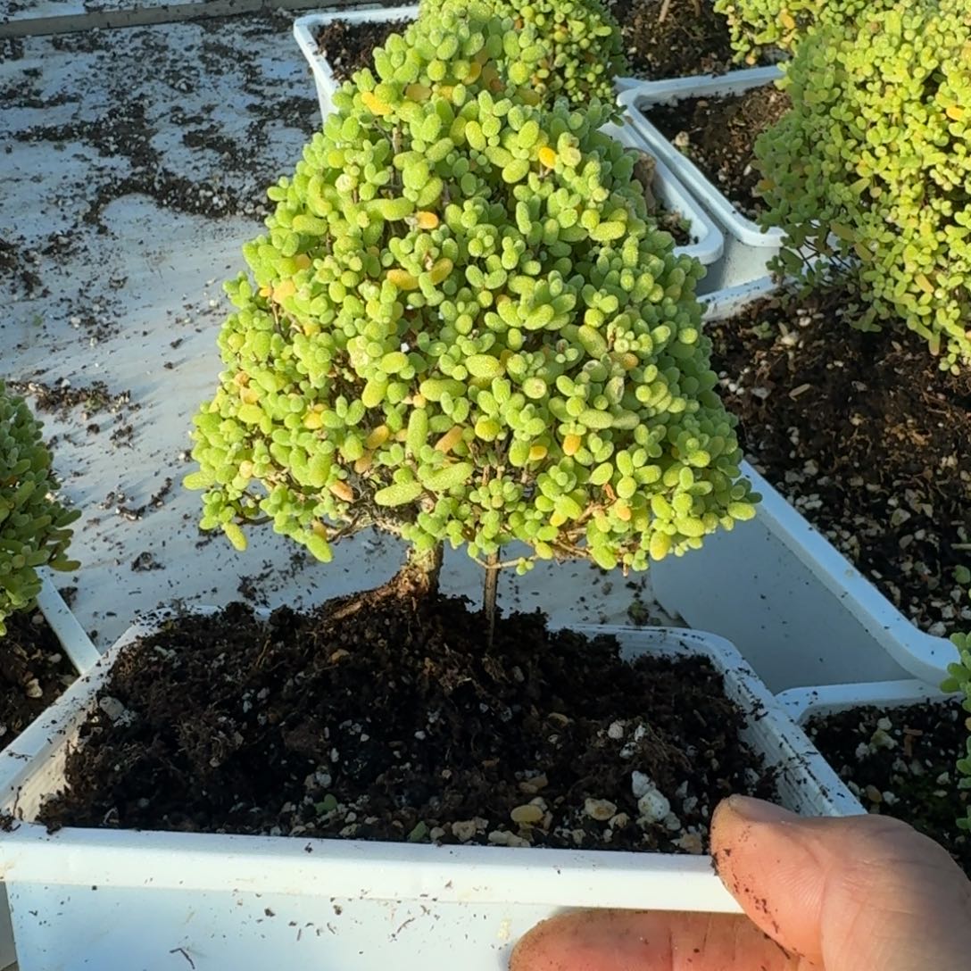 1号圣诞树带盆带土发