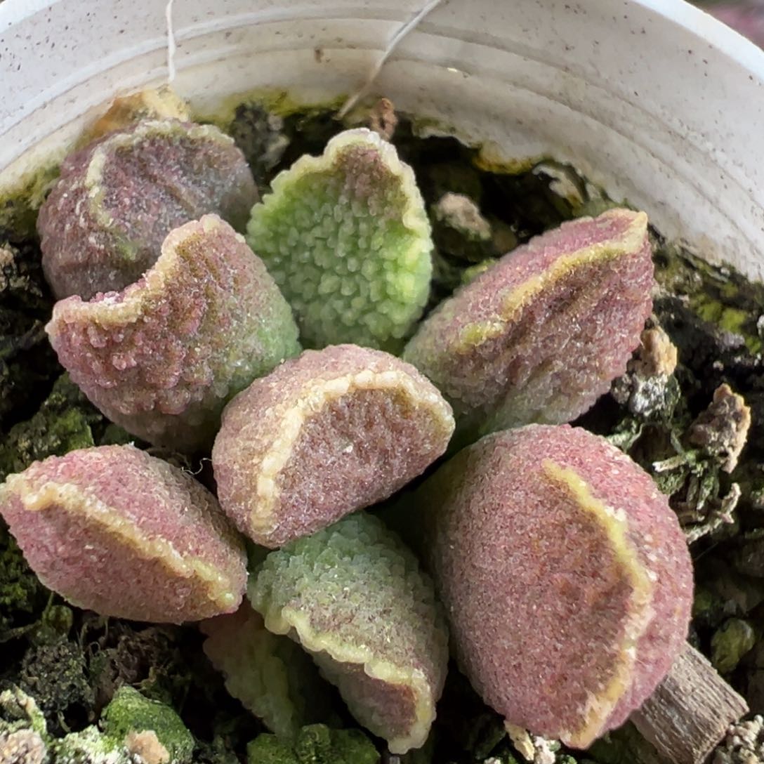 实生底叶苗纹路款多肉植物水泡