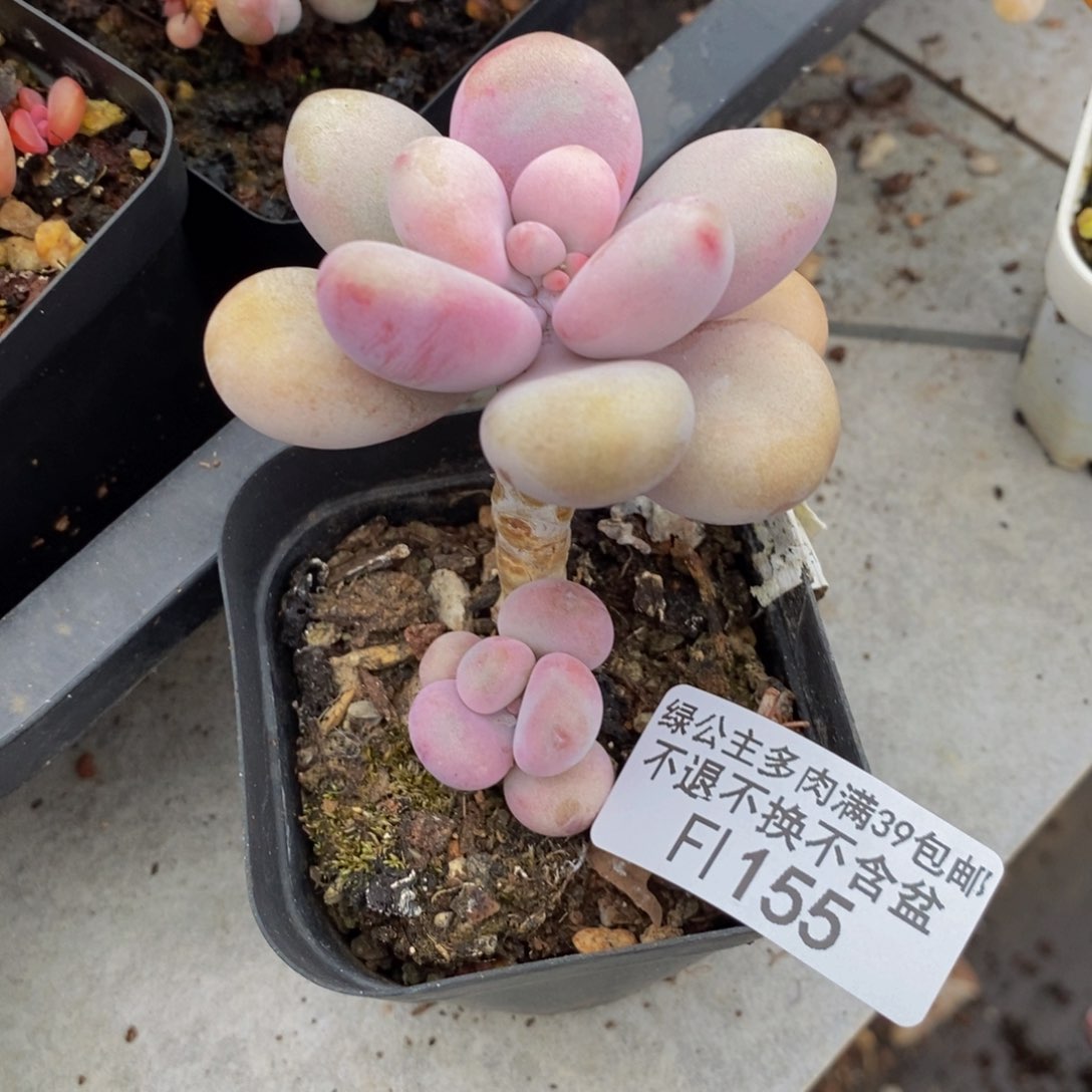 桃蛋155/4cm多肉