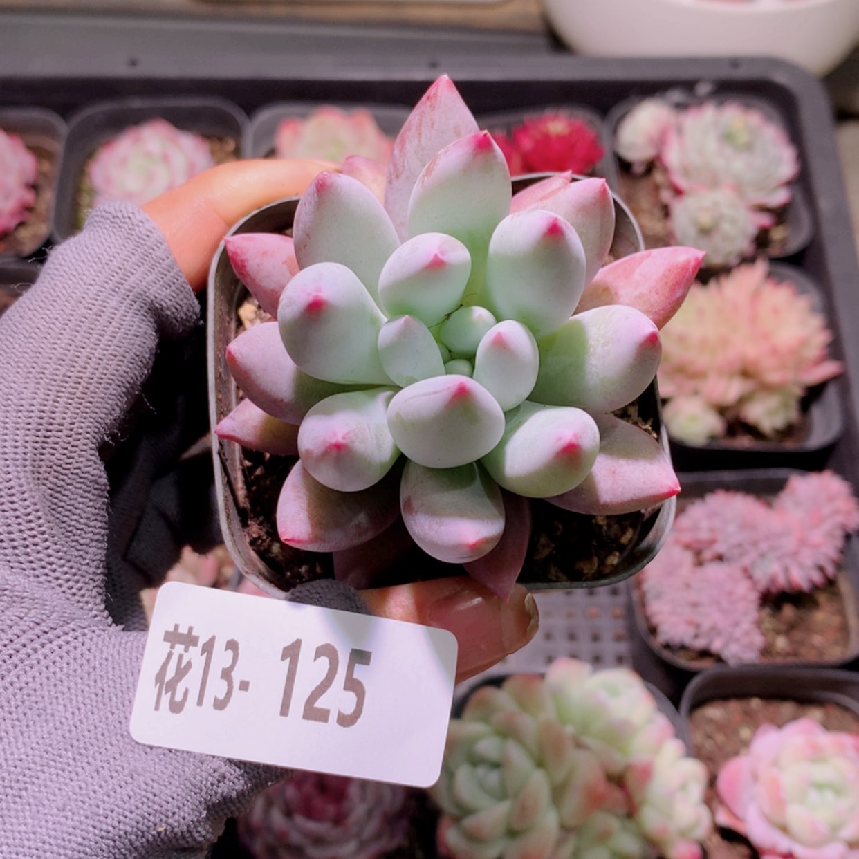 【闪购商品】花13-125奶瓶