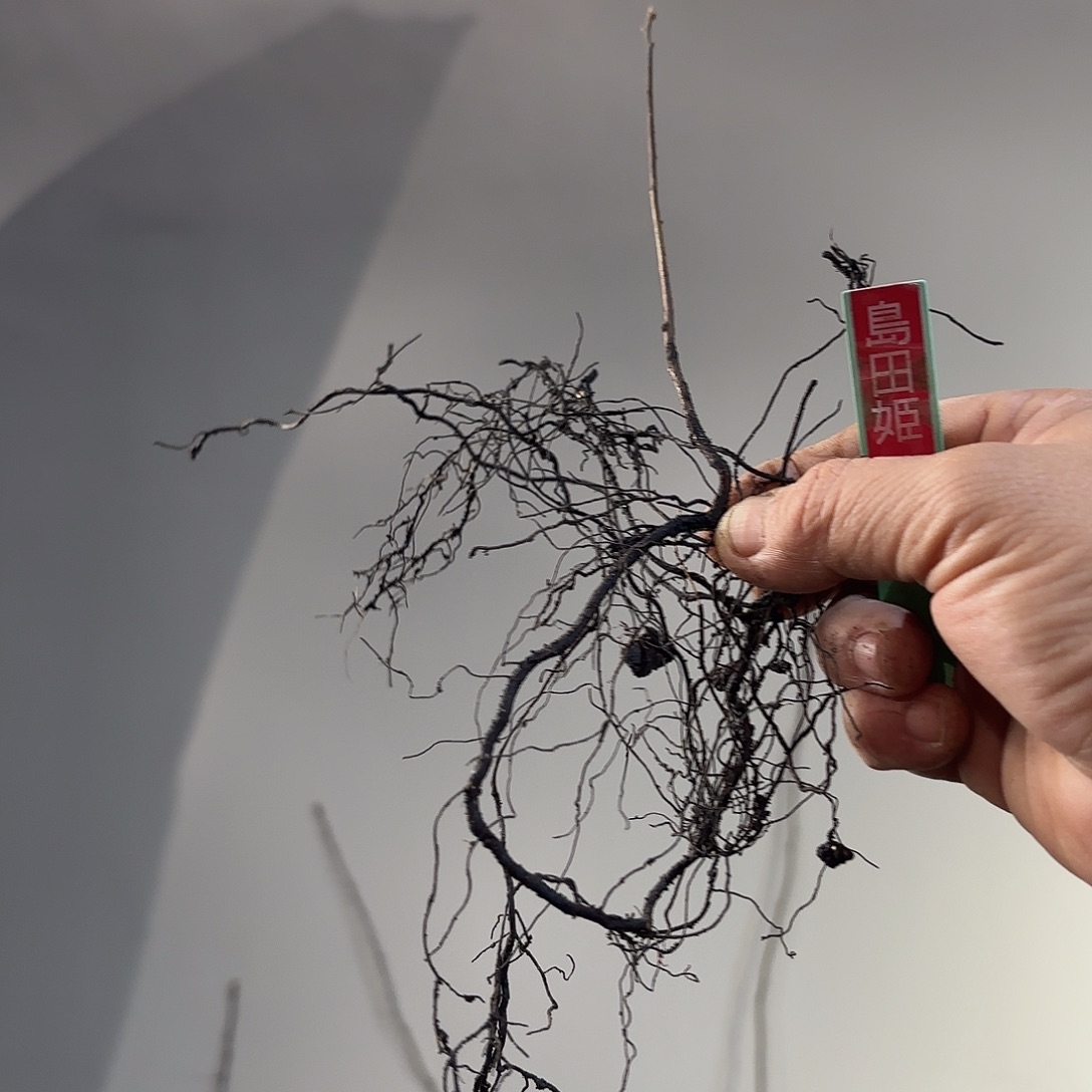 一***提岛田姬哈哈哈哈哈哈哈