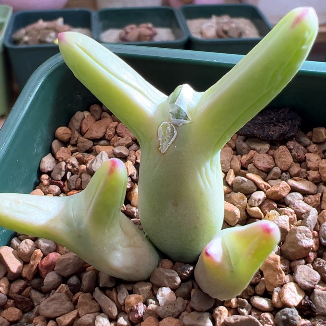 21优选0136皮卡丘三头