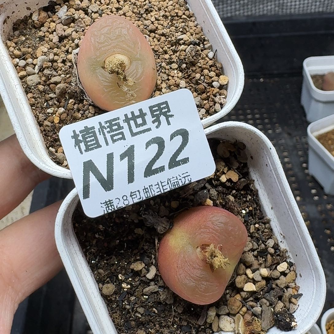 多肉植物的人啊hj