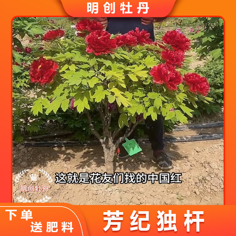 【芳纪独杆】国旗红正红色，重瓣观赏牡丹种苗别墅庭院种植，春天开花