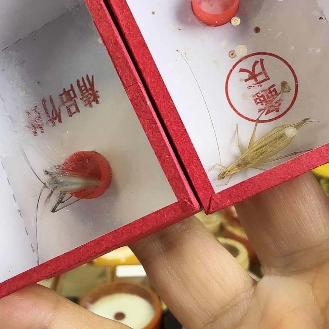 紫竹➕柬竹啊啊啊啊