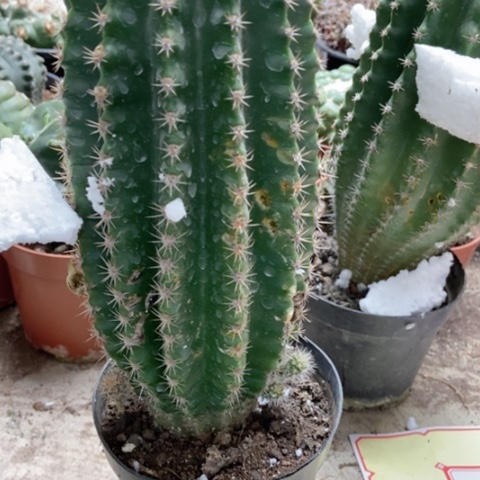 黑金刚不脱不换仙人球8米