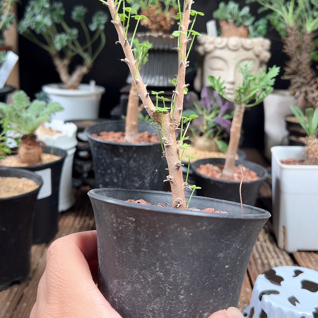 红***头巨人酢浆草带盆包邮