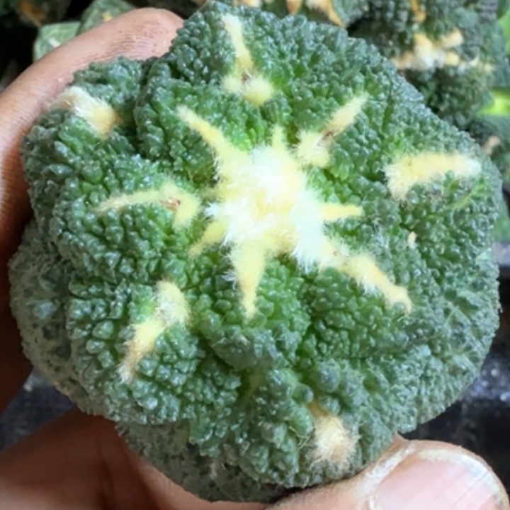 无花朵福利苗接菜花龟甲468