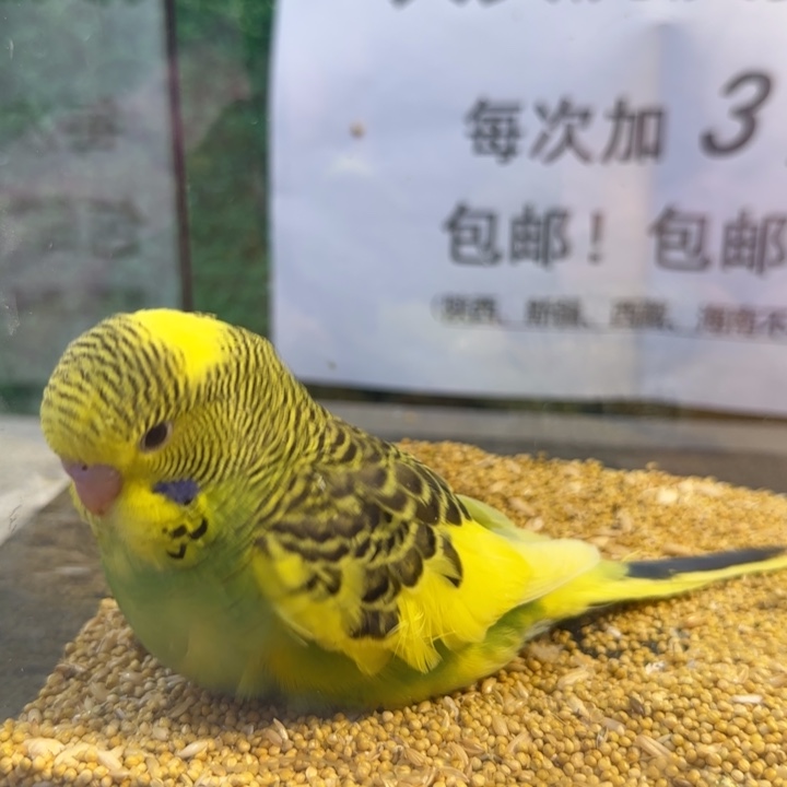 虎皮鹦鹉大头虎皮鹦鹉