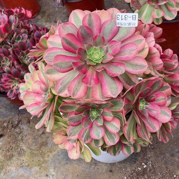 813雨荷多肉11344678多肉