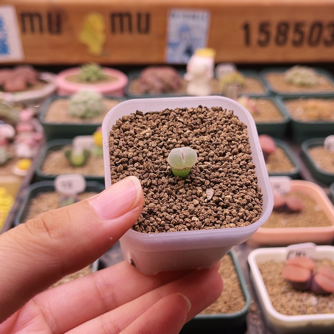 三年纽扣安格可带盆土发货