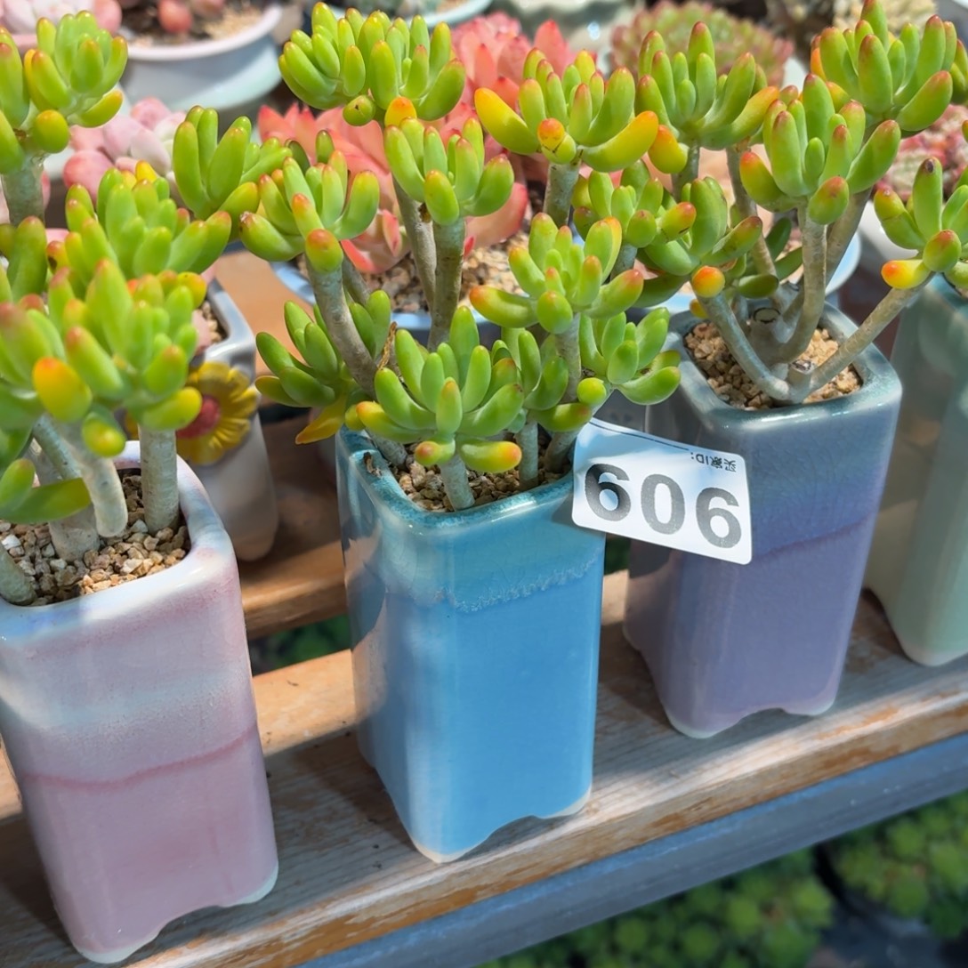 萌***腻八千代多肉带盆发货