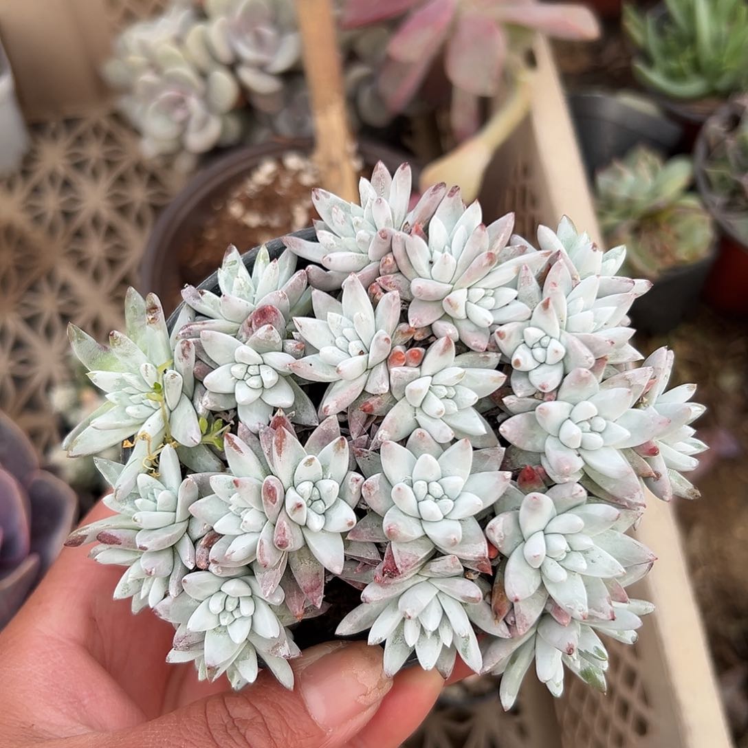 多肉植物白菊老庄