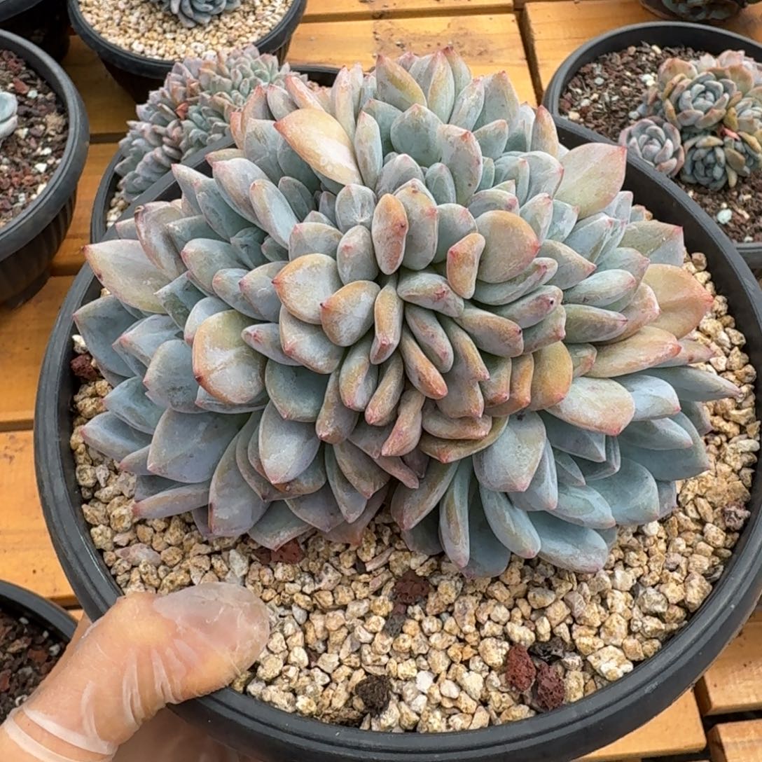 星影十头朵朵缀叶插带大