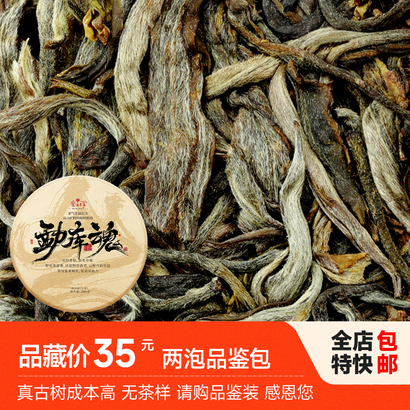 紫云祥2025年勐库魂明前头春头采古树生茶