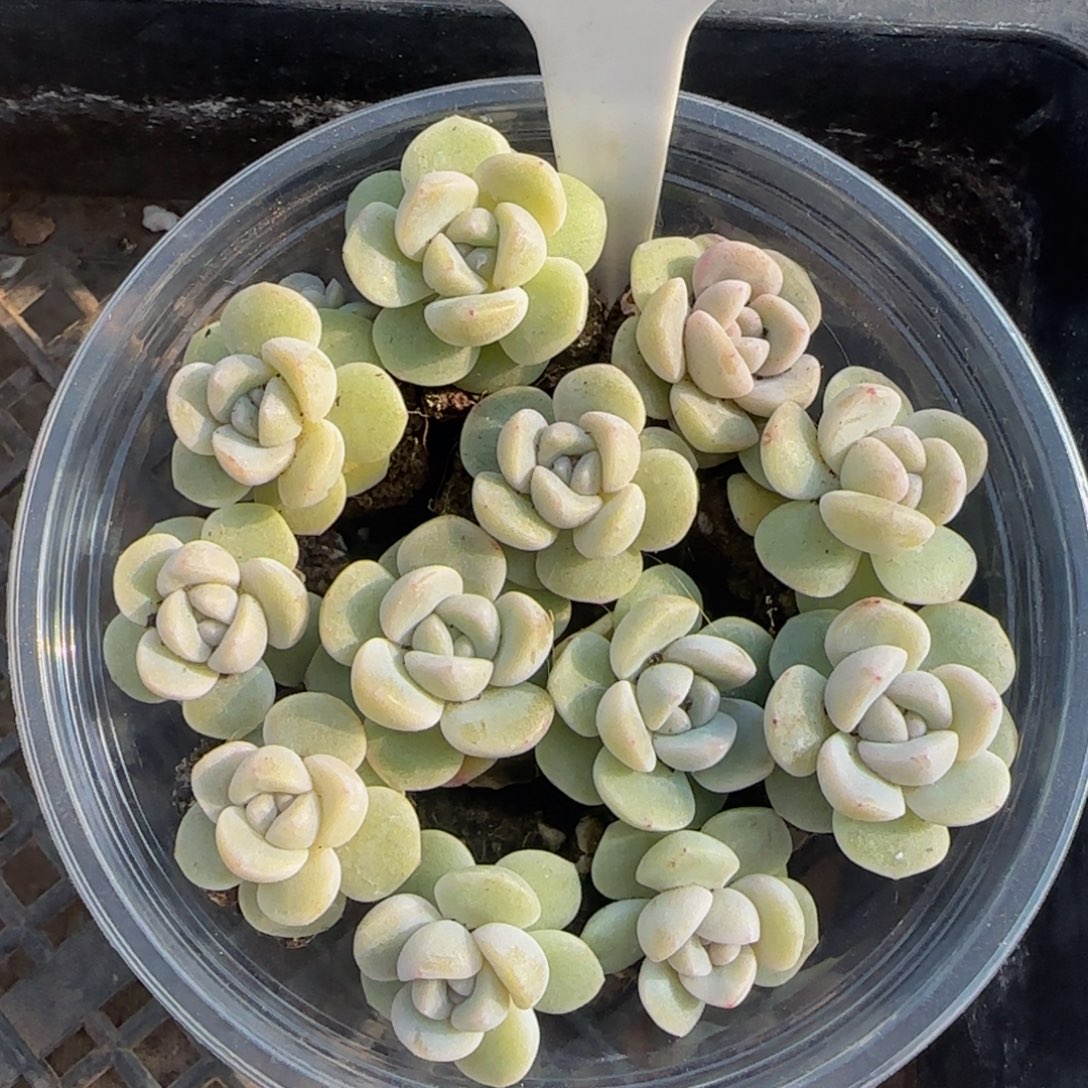 166号一物一拍琥珀冰玉特价