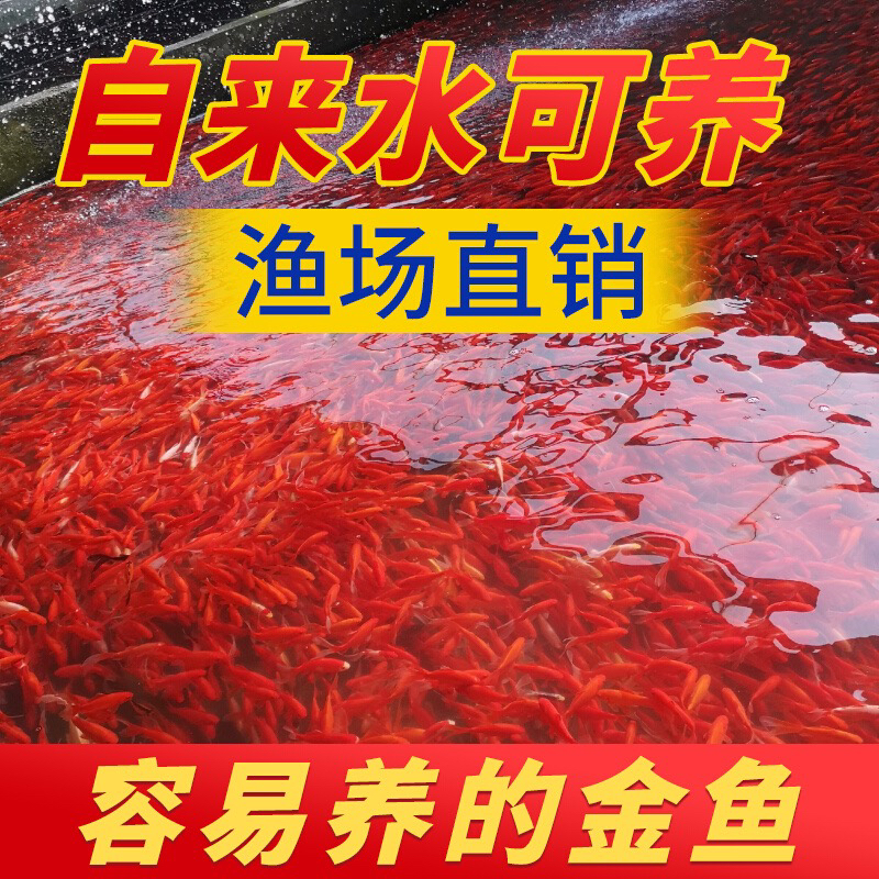 红宝石金鱼 超好养 3.1-6.1公分 保底38尾（混搭颜色）
