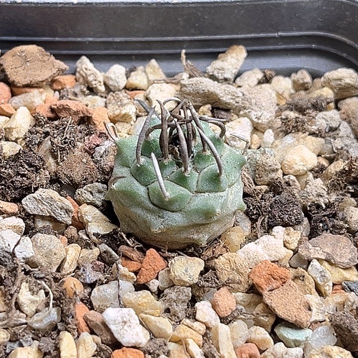 碳黑刺娇丽实生球1.8公分