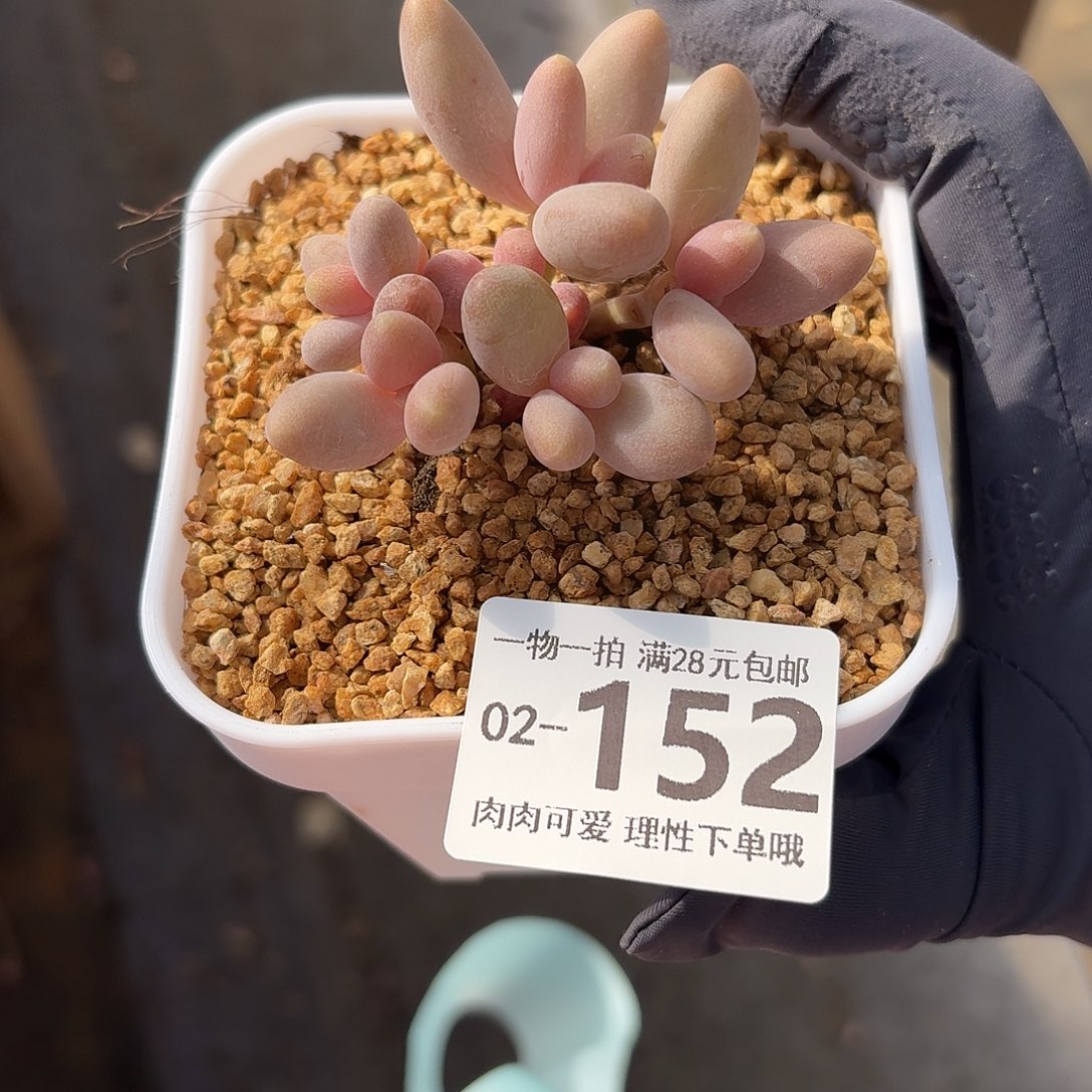 糖果美人无盆土发货无盆土发货无