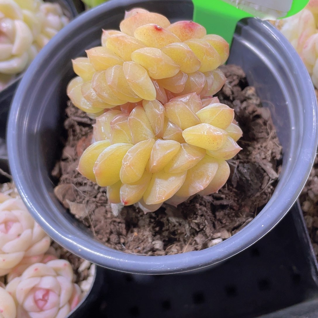 835号 果冻珍妮糖心缀化