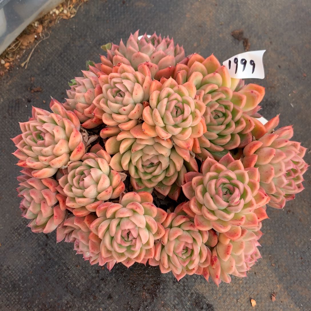 1999杂交多肉老桩