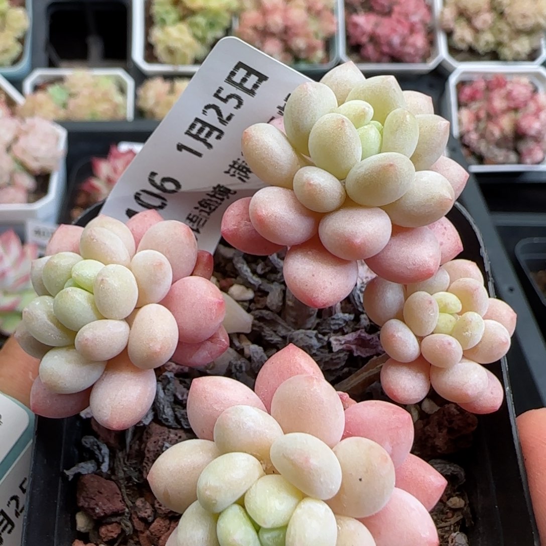 花语逸镜0125-406鱼子酱