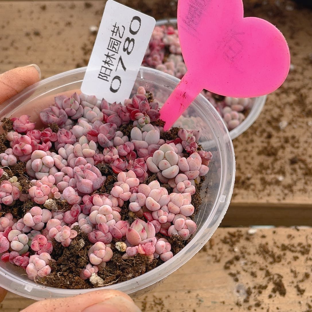 量拍多肉植物多肉植物780