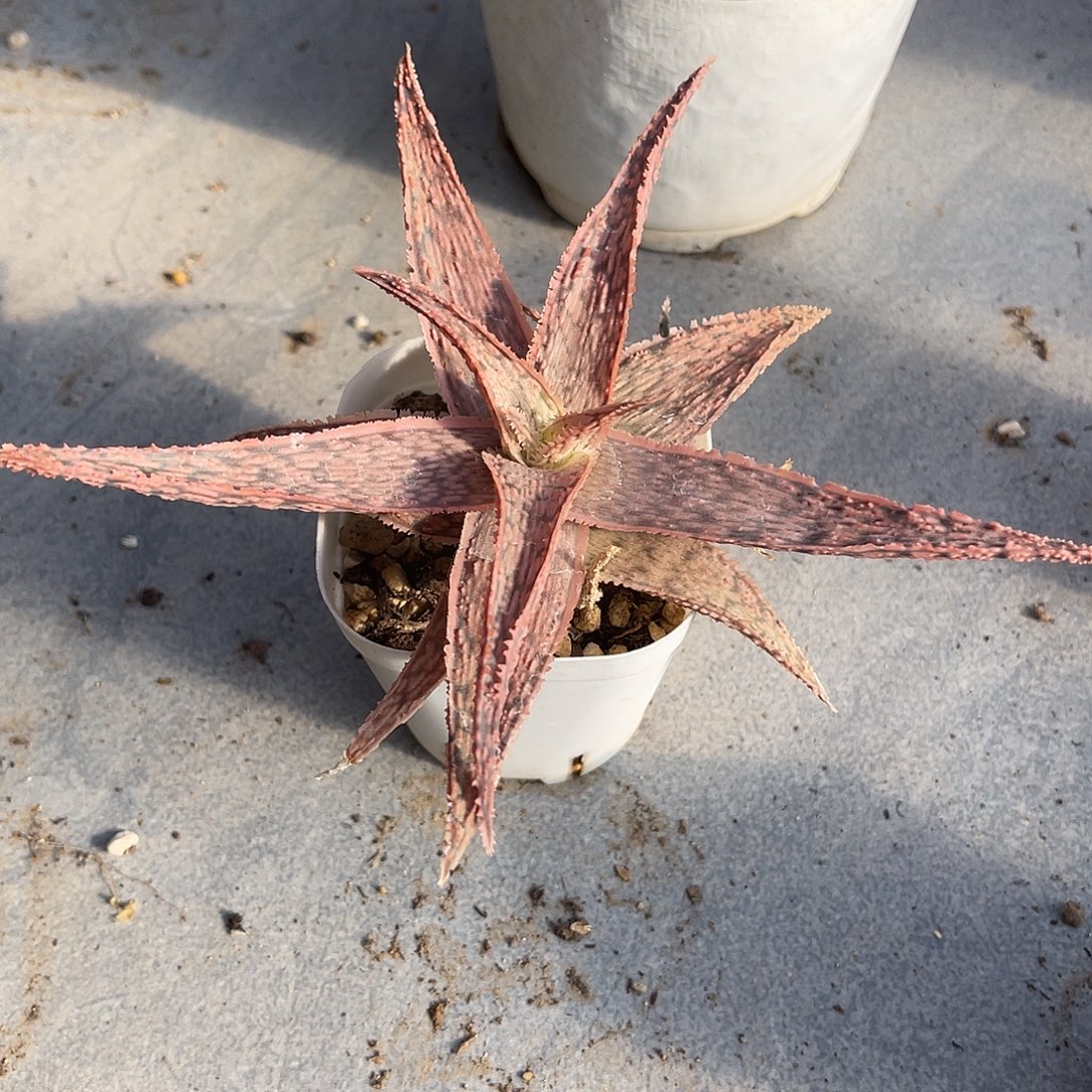 圣诞芦荟一物一拍