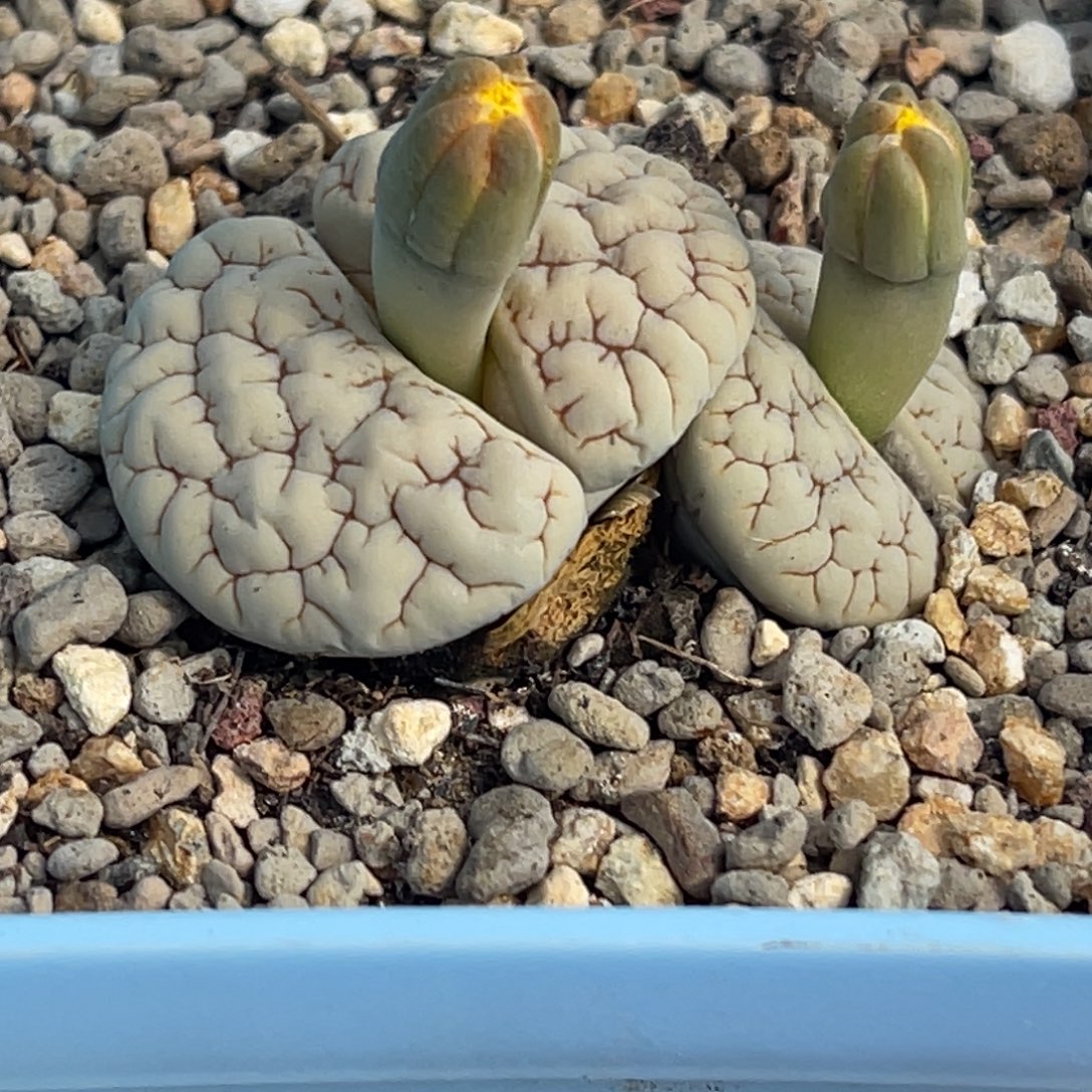 8090双头凹凸小花189一颗
