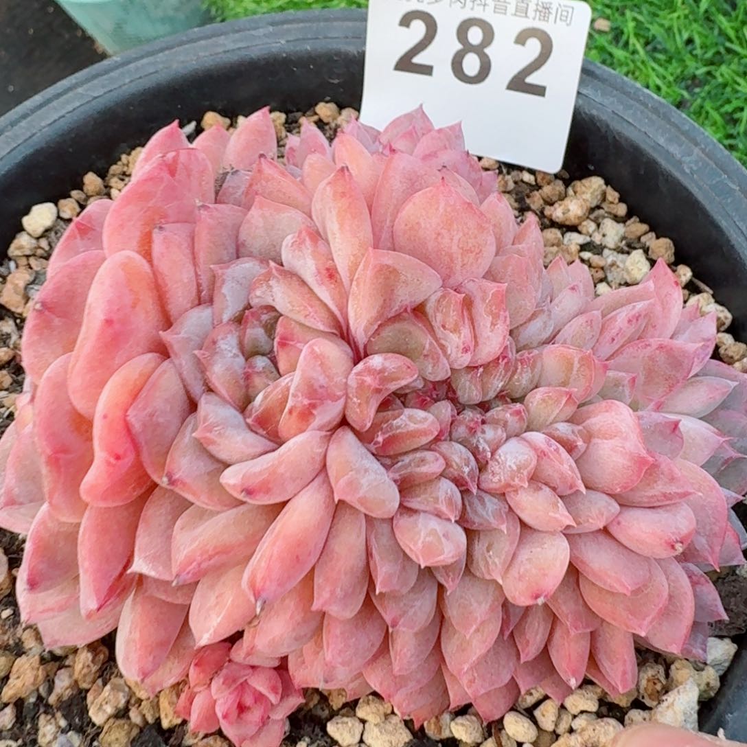 冰魄缀化         精品多肉