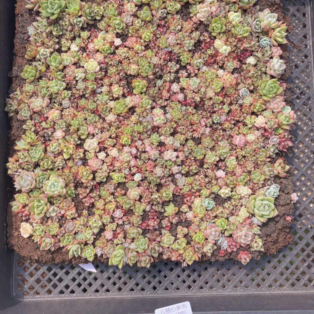 云糖心多肉植物401