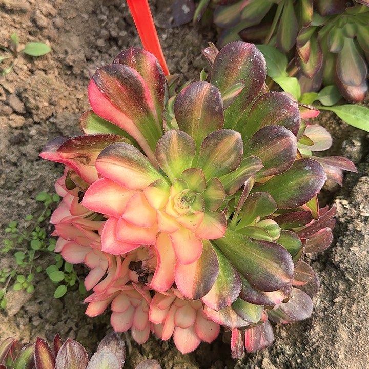 5-49流星雨多肉法师