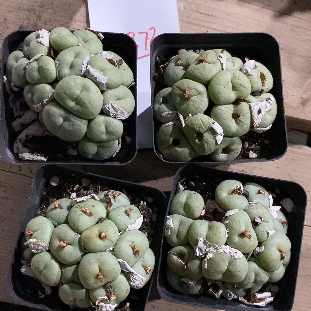 22372。    一盒大饼。   