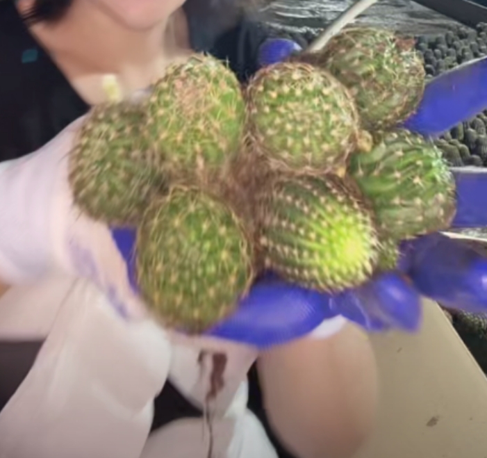 二妹园艺【 7颗 实生小丽花 实生根 】【冠幅保3公分】脱土随机发货