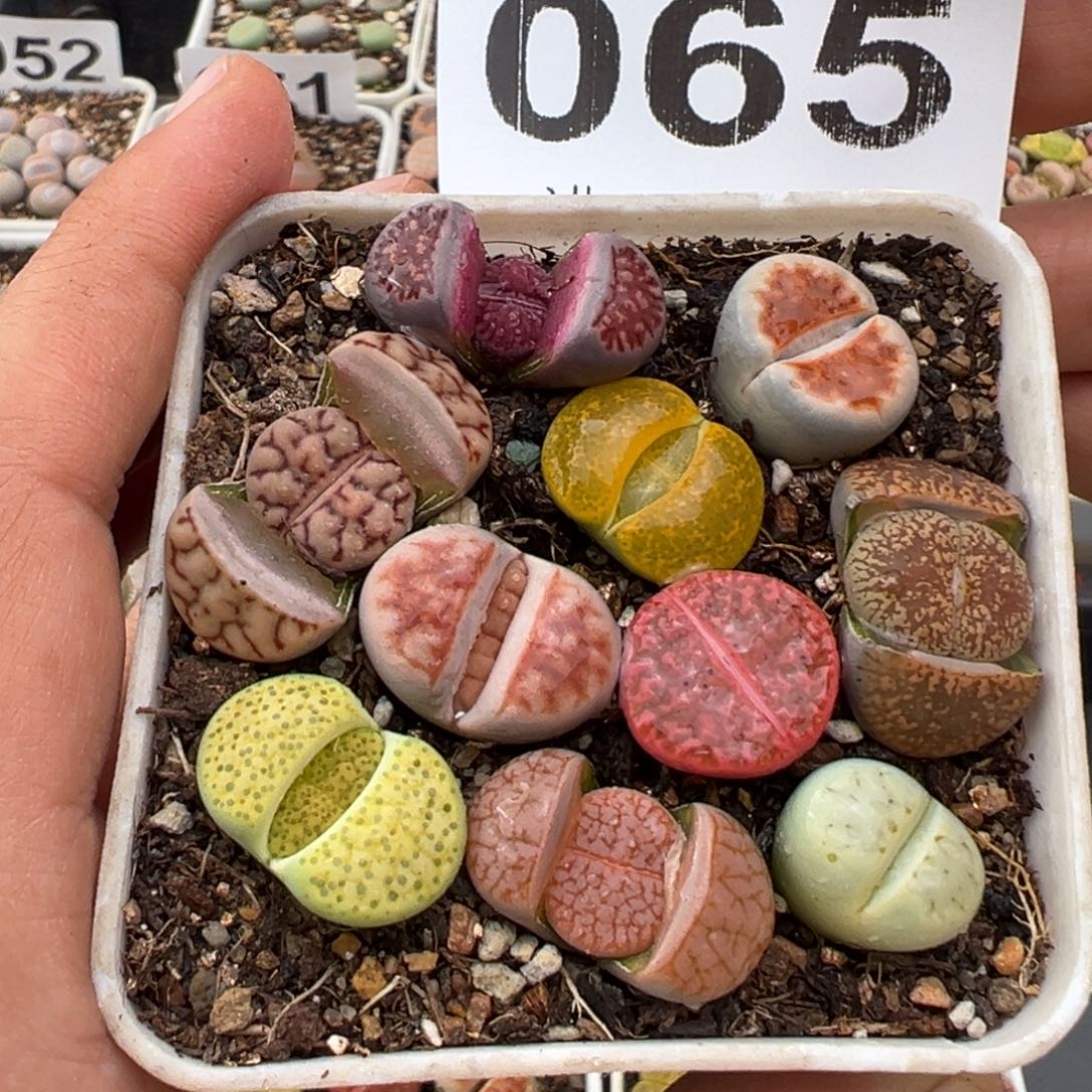 1.15好看的多肉065