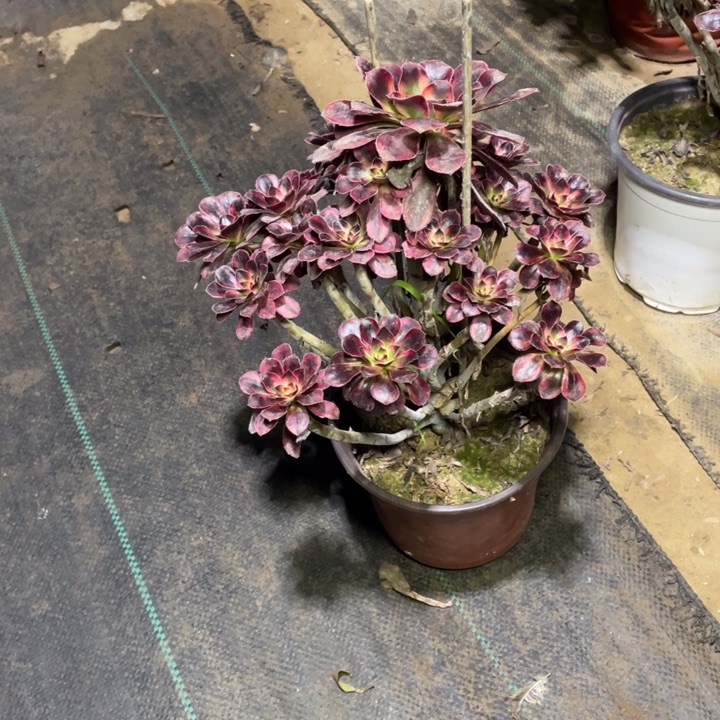 43香多肉多肉植物多肉