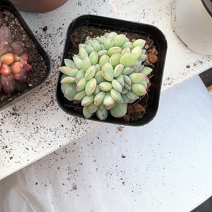 青蛙王子儿童牙膏111