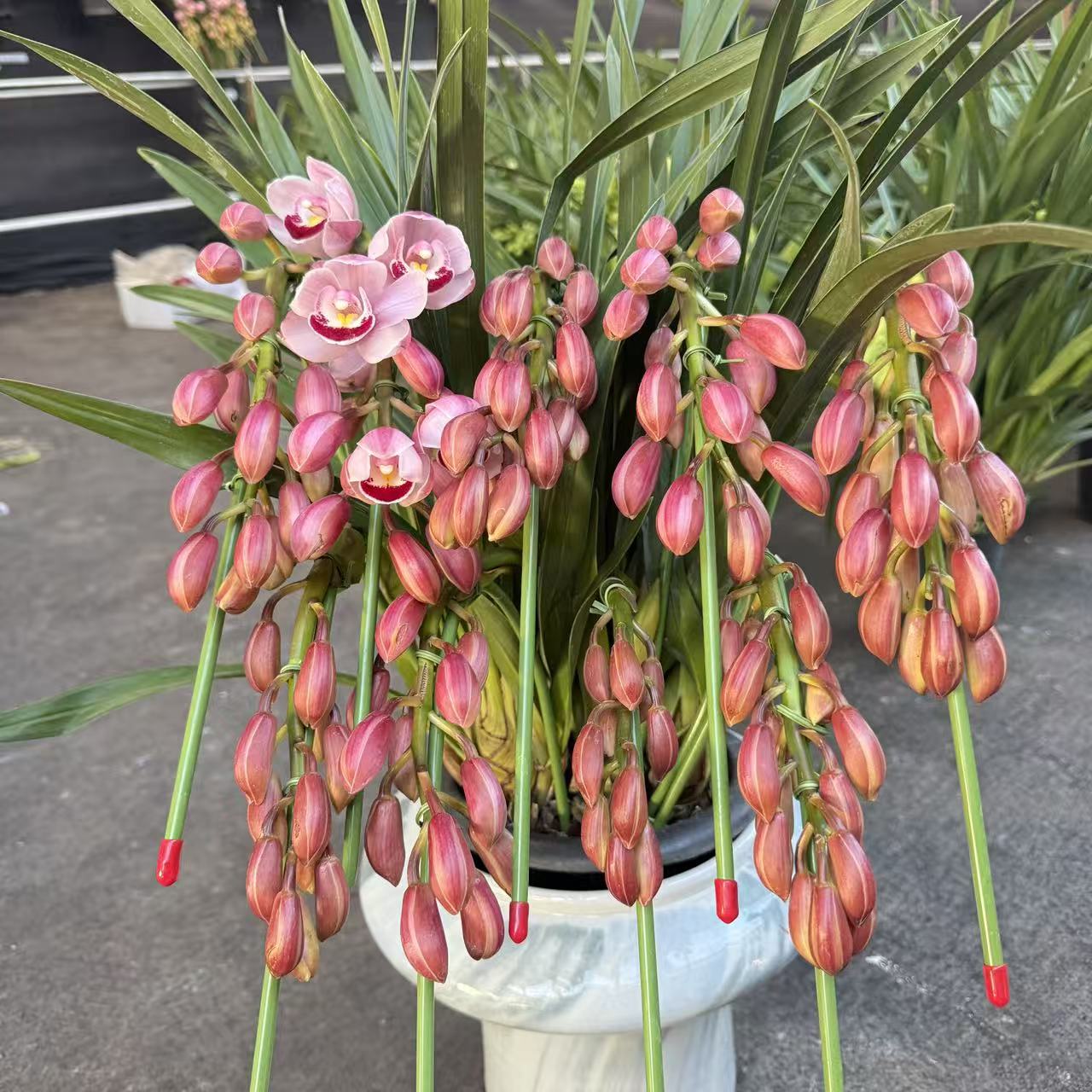 （基地直发）草莓露拱兰款粉色大花蕙兰云南品质好高端花卉年宵花