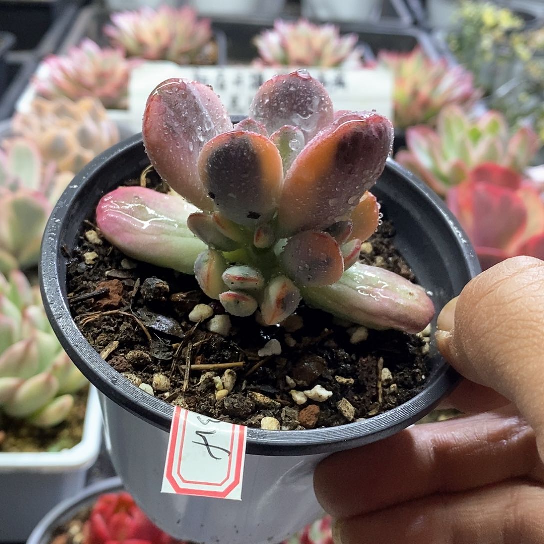 2319乒乓福娘锦多肉