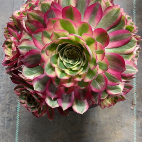 多肉植物玉资锦。