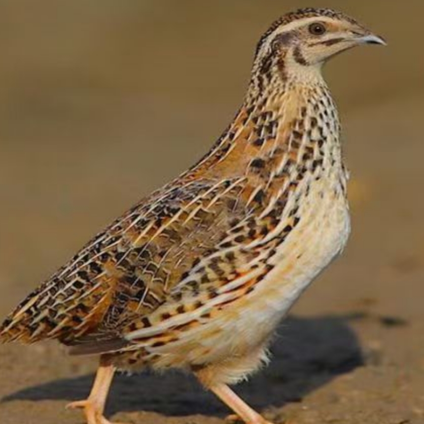 （腊山鸡腊味腊鸡）湖南本地特产米糠谷壳烟熏（买8只送两只）