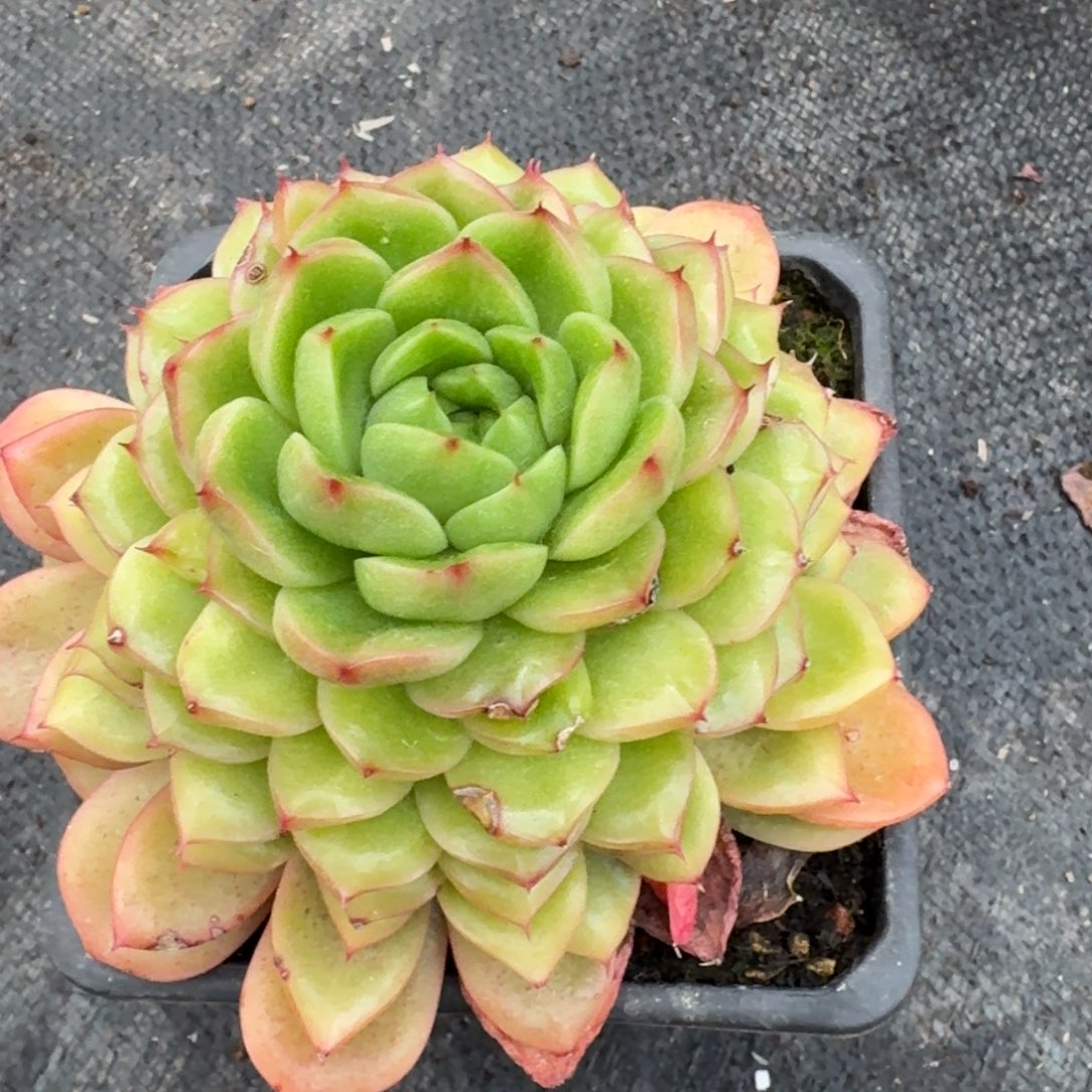 多肉杂交一物一拍26-73