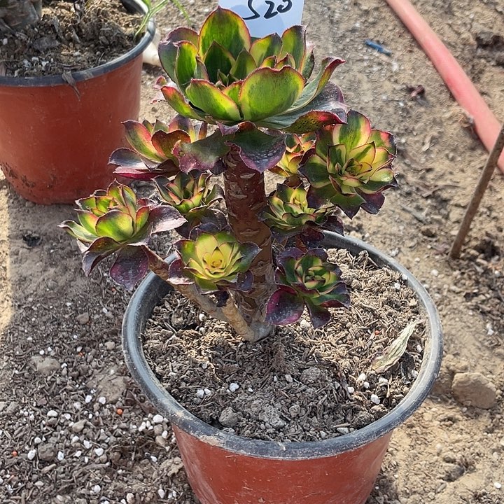 法师植物魅影法师520