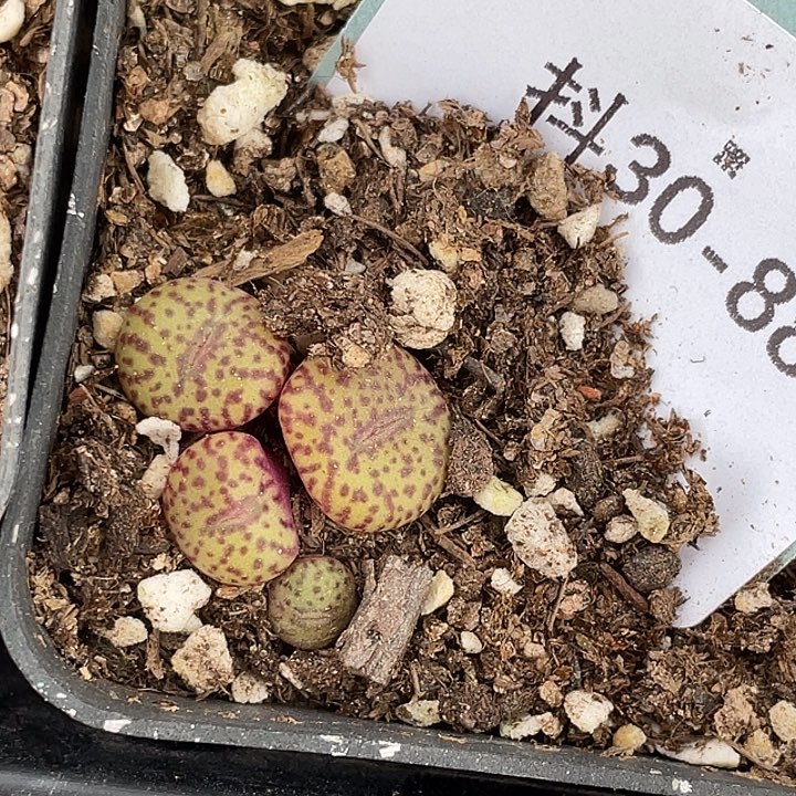 30-88彩虹安贞多肉植物